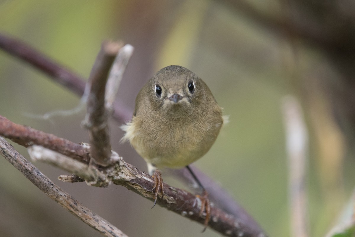 Ruby-crowned Kinglet - ML642204375