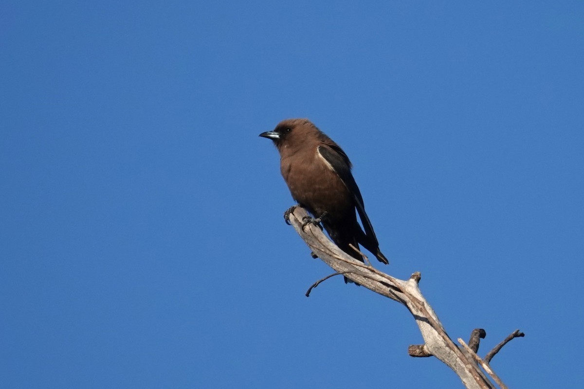 Dusky Woodswallow - ML642204381