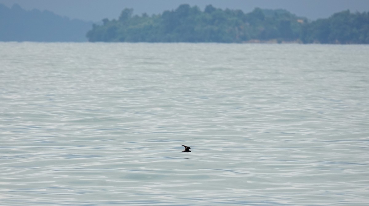 Swinhoe's Storm-Petrel - ML642204391