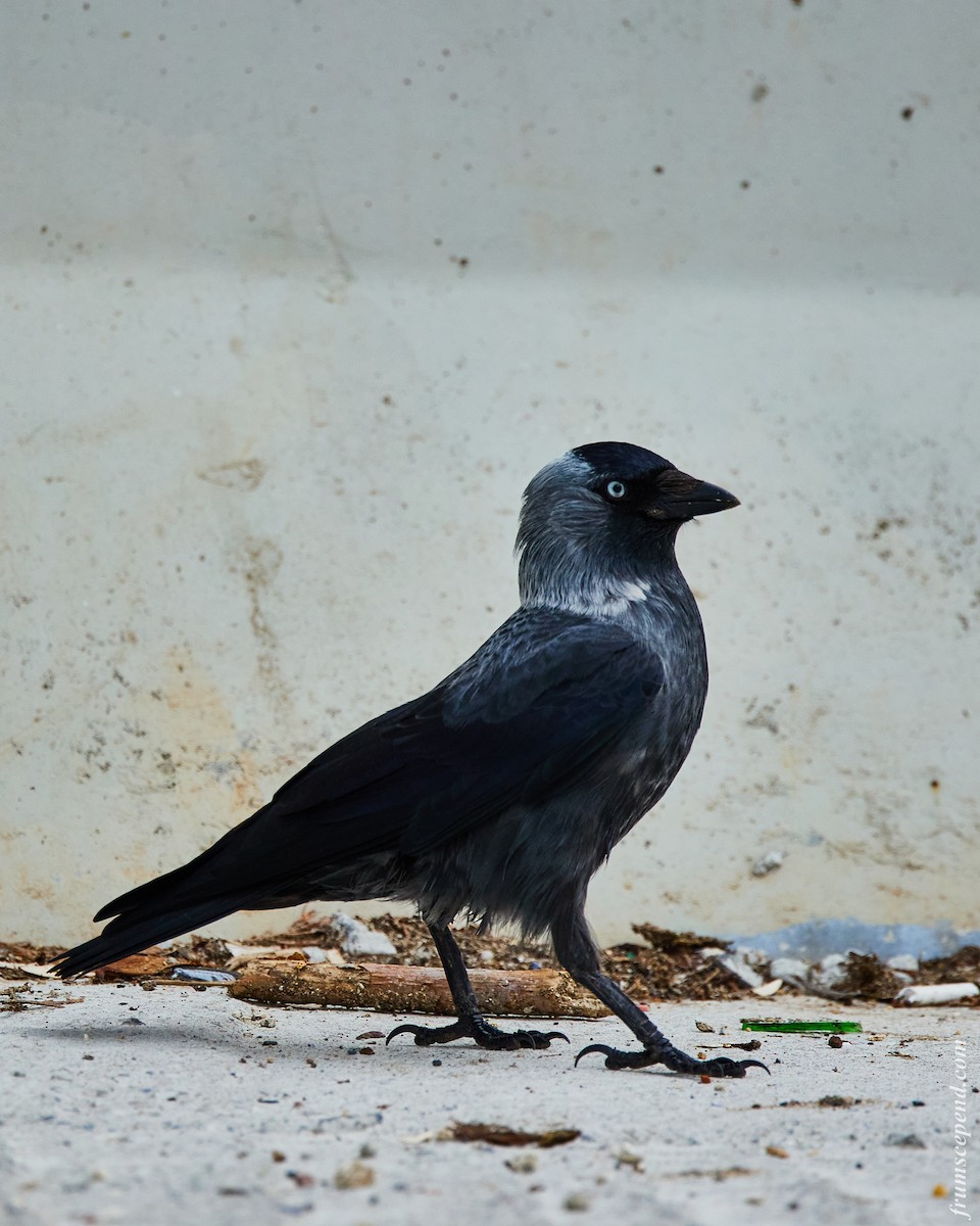 Eurasian Jackdaw - ML642204392