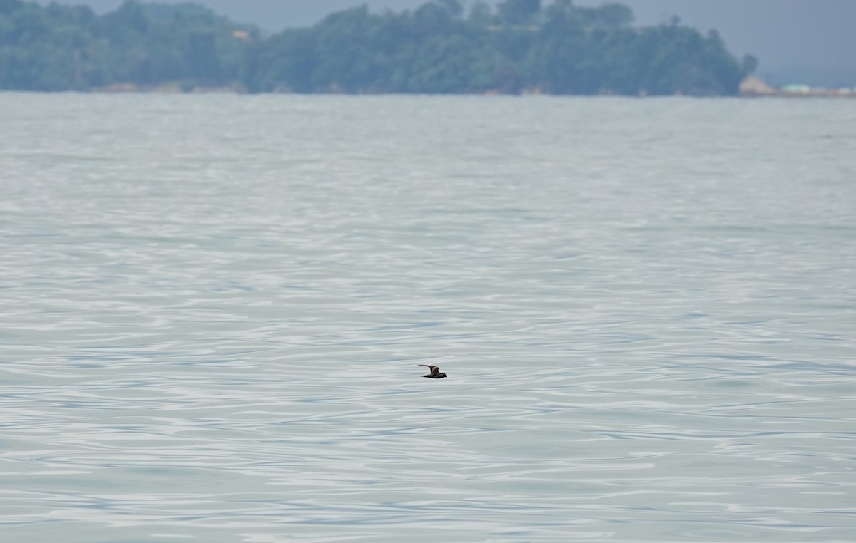 Swinhoe's Storm-Petrel - ML642204394