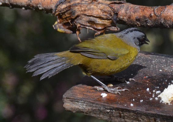 Large-footed Finch - ML642204395