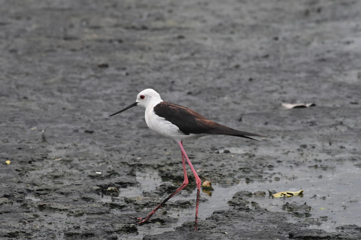 Black-winged Stilt - ML642204397