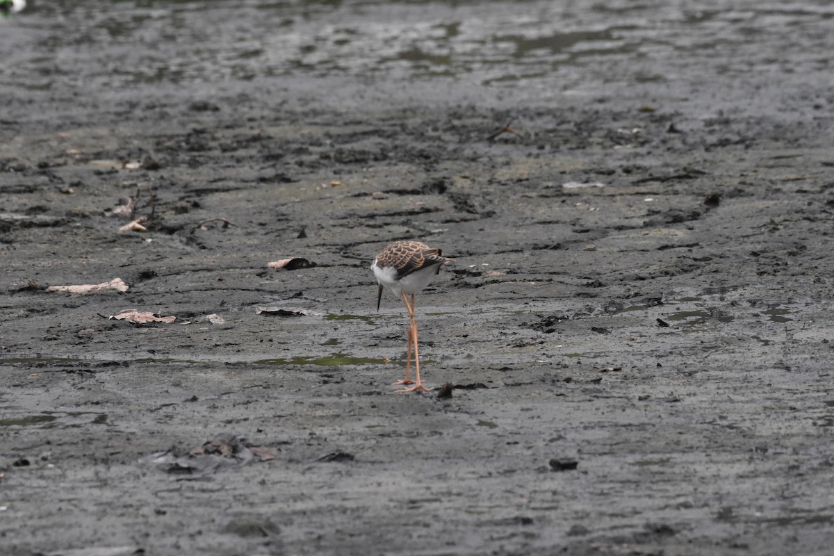 Black-winged Stilt - ML642204400