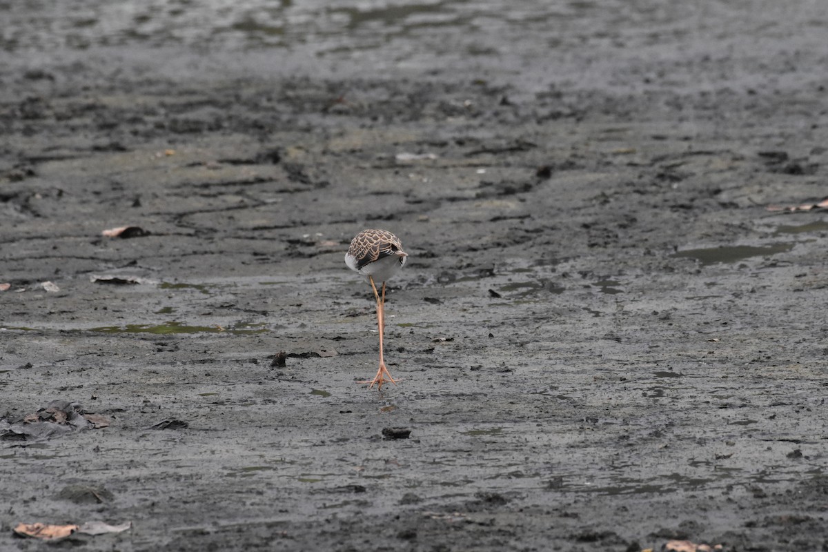 Black-winged Stilt - ML642204402