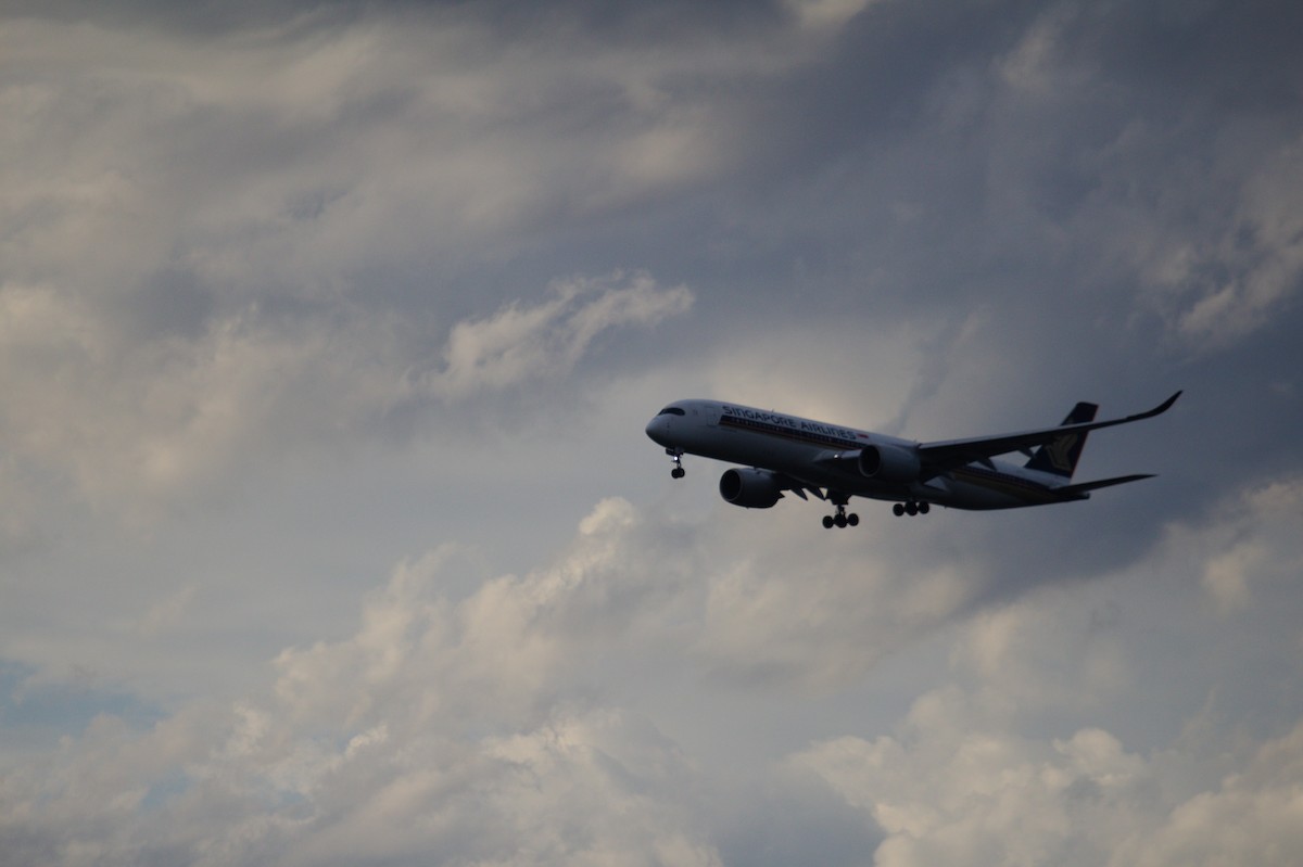 鳥類 - ML642204418
