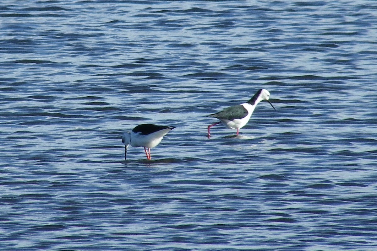 Pied Stilt - ML642204421