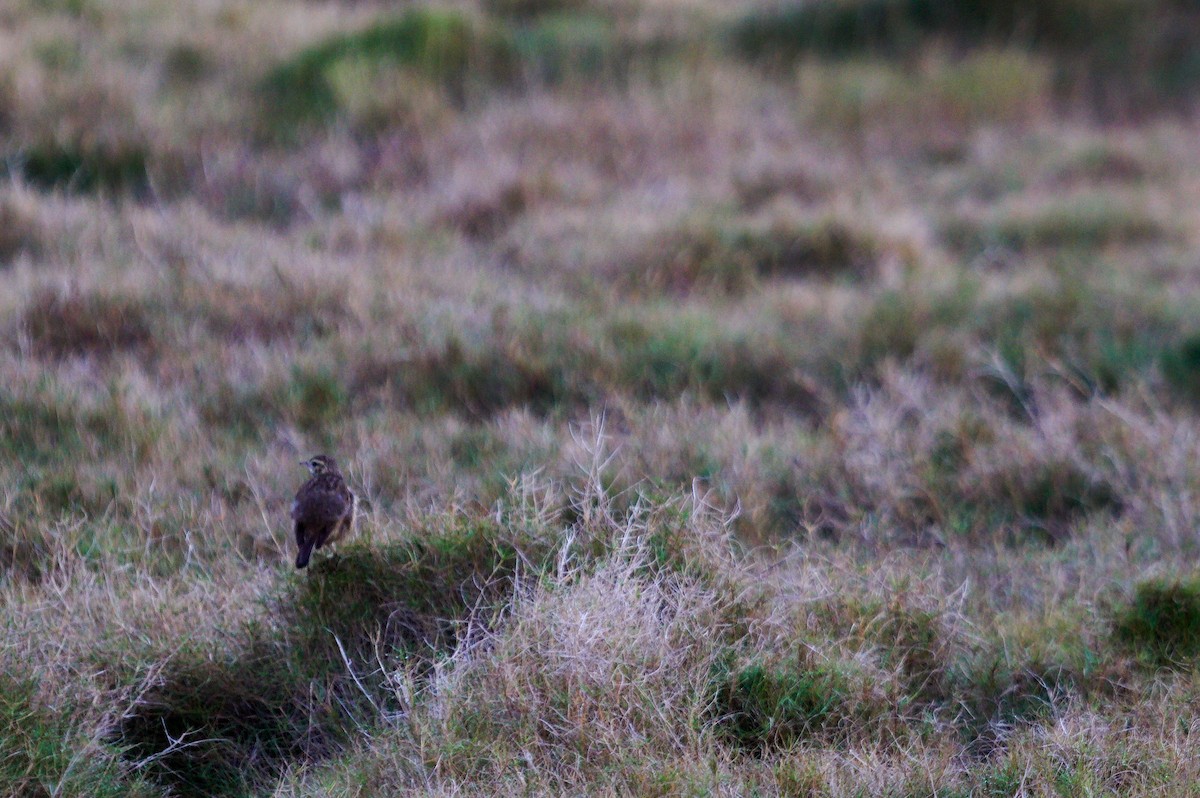 Australian Pipit - ML642204438