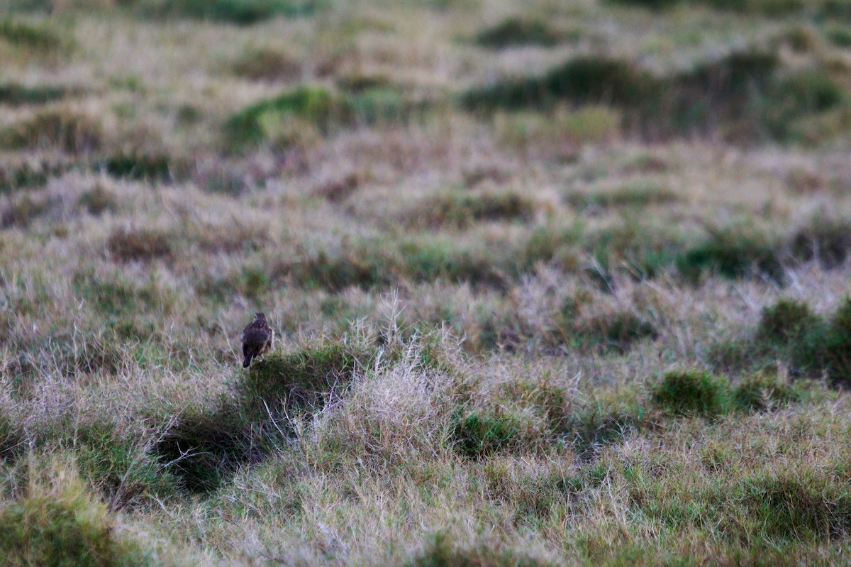 Australian Pipit - ML642204439