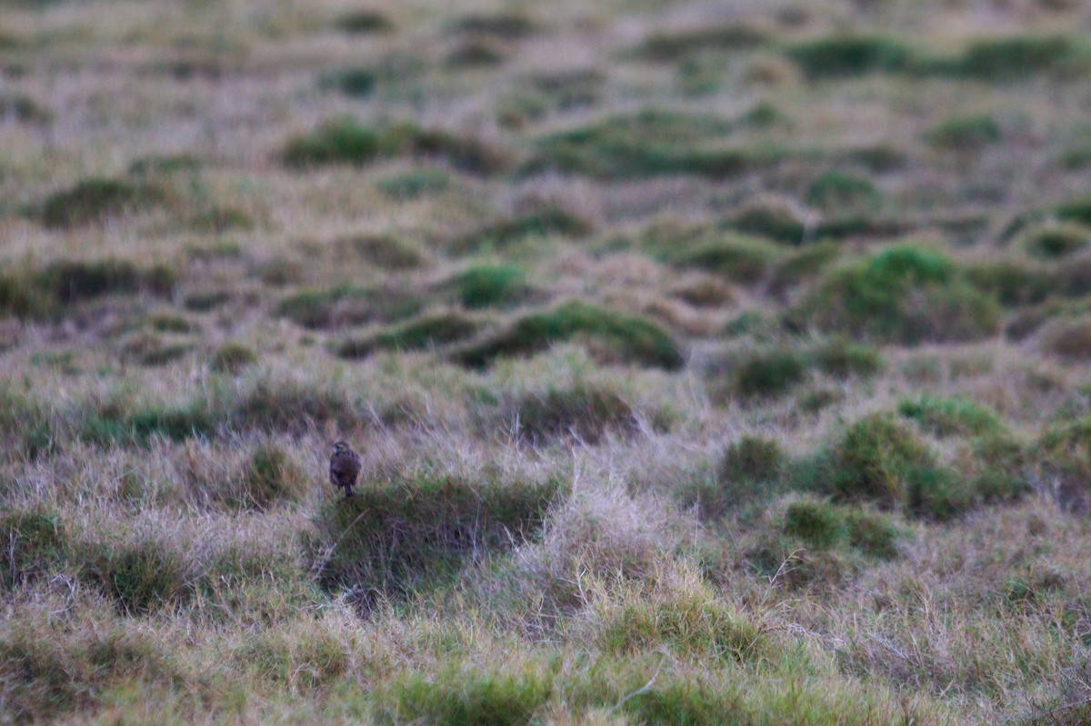 Australian Pipit - ML642204440