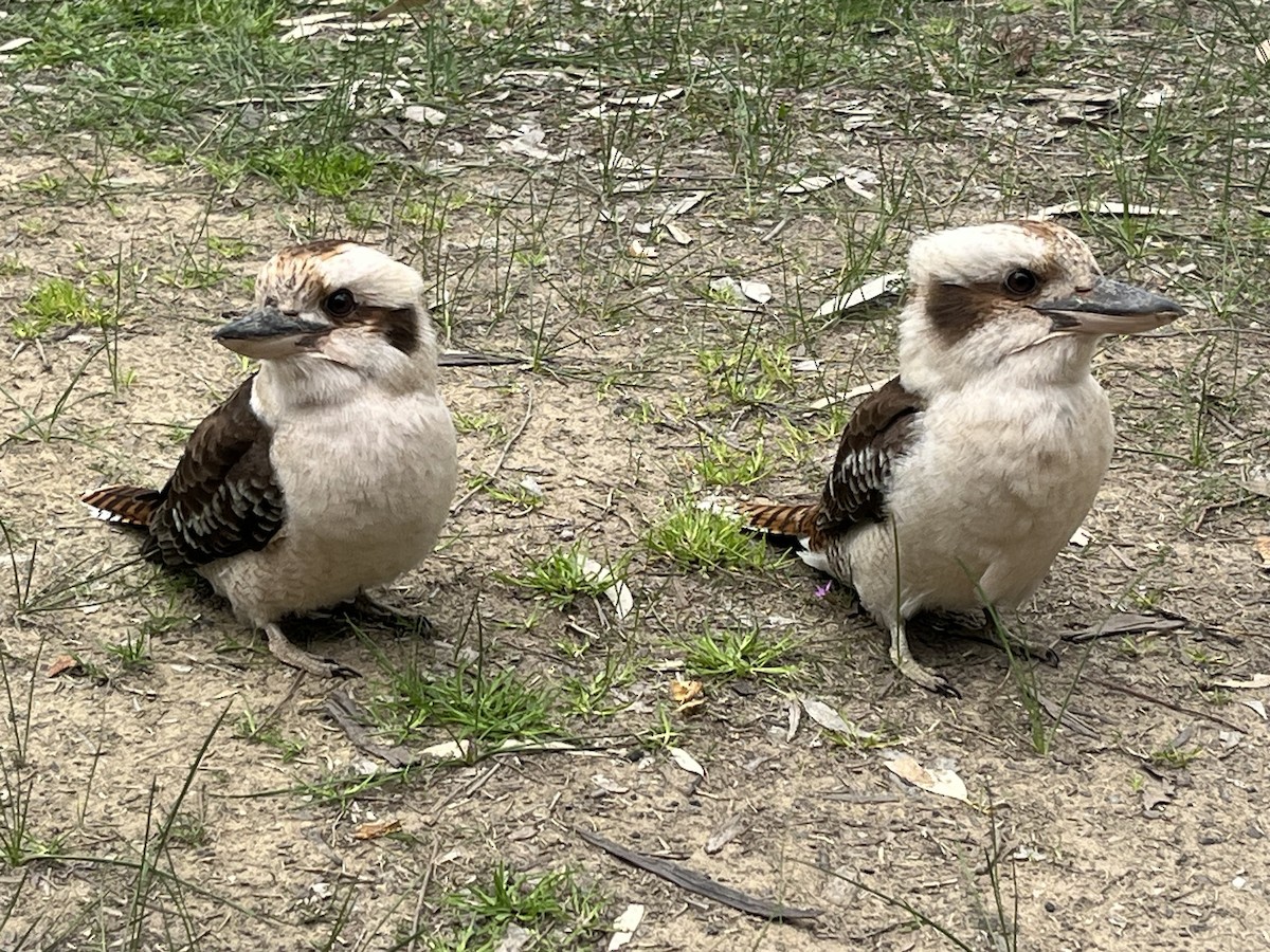 Laughing Kookaburra - ML642204442