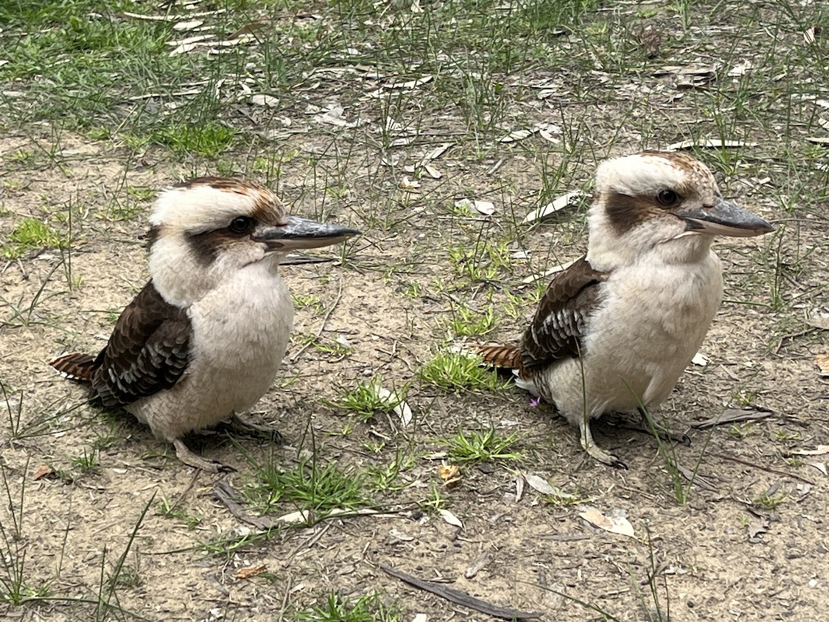 Laughing Kookaburra - ML642204443