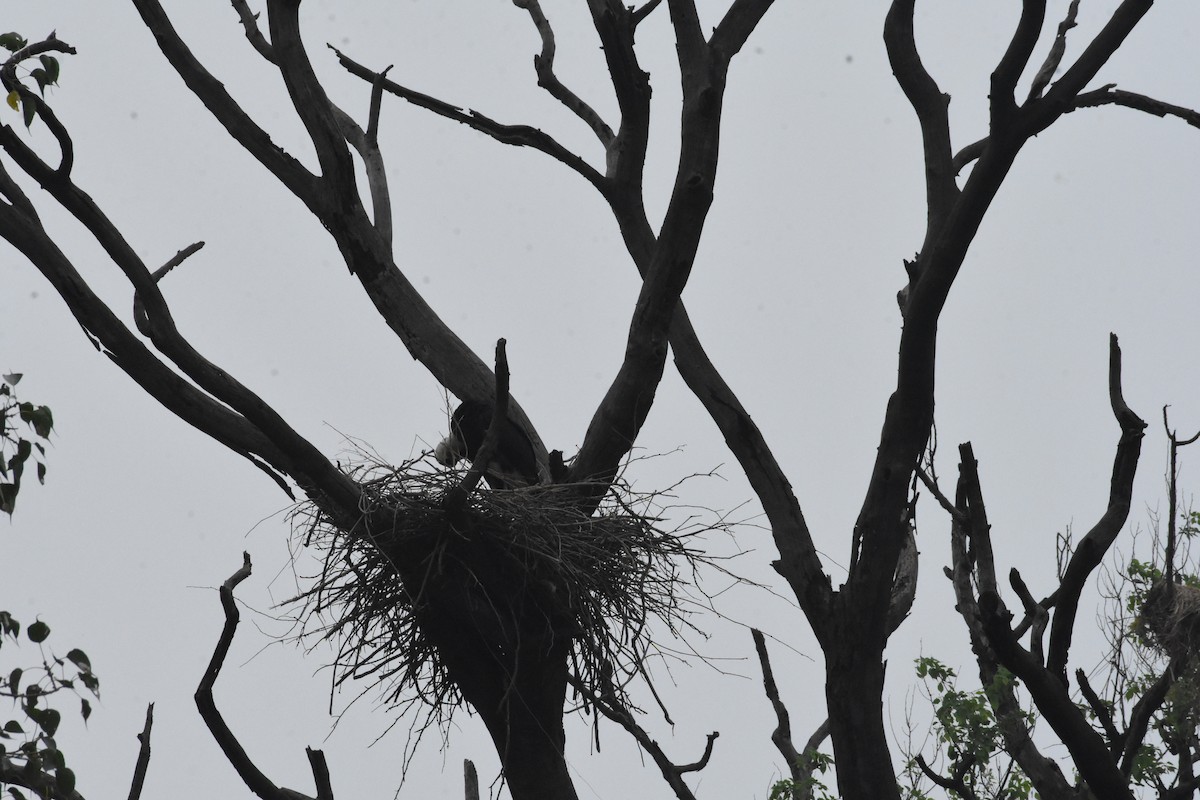 Asian Woolly-necked Stork - ML642204445
