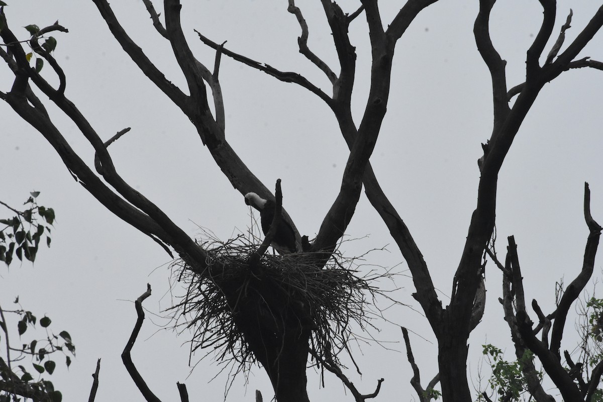 Asian Woolly-necked Stork - ML642204447