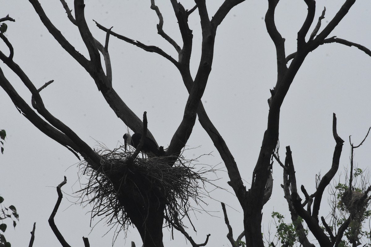 Asian Woolly-necked Stork - ML642204448