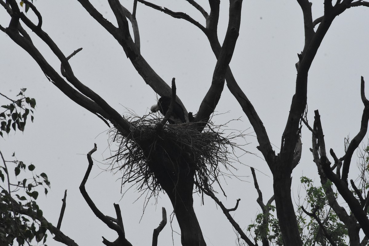 Asian Woolly-necked Stork - ML642204451