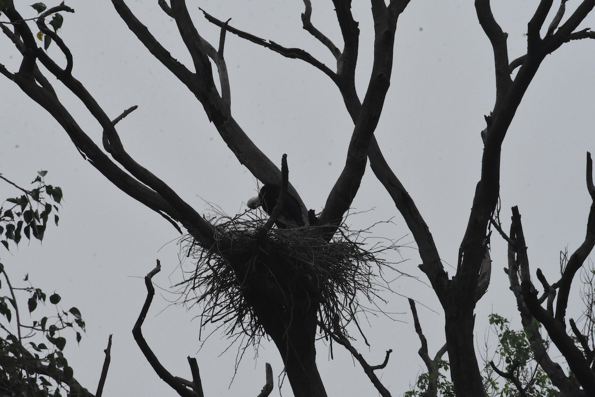 Asian Woolly-necked Stork - ML642204452