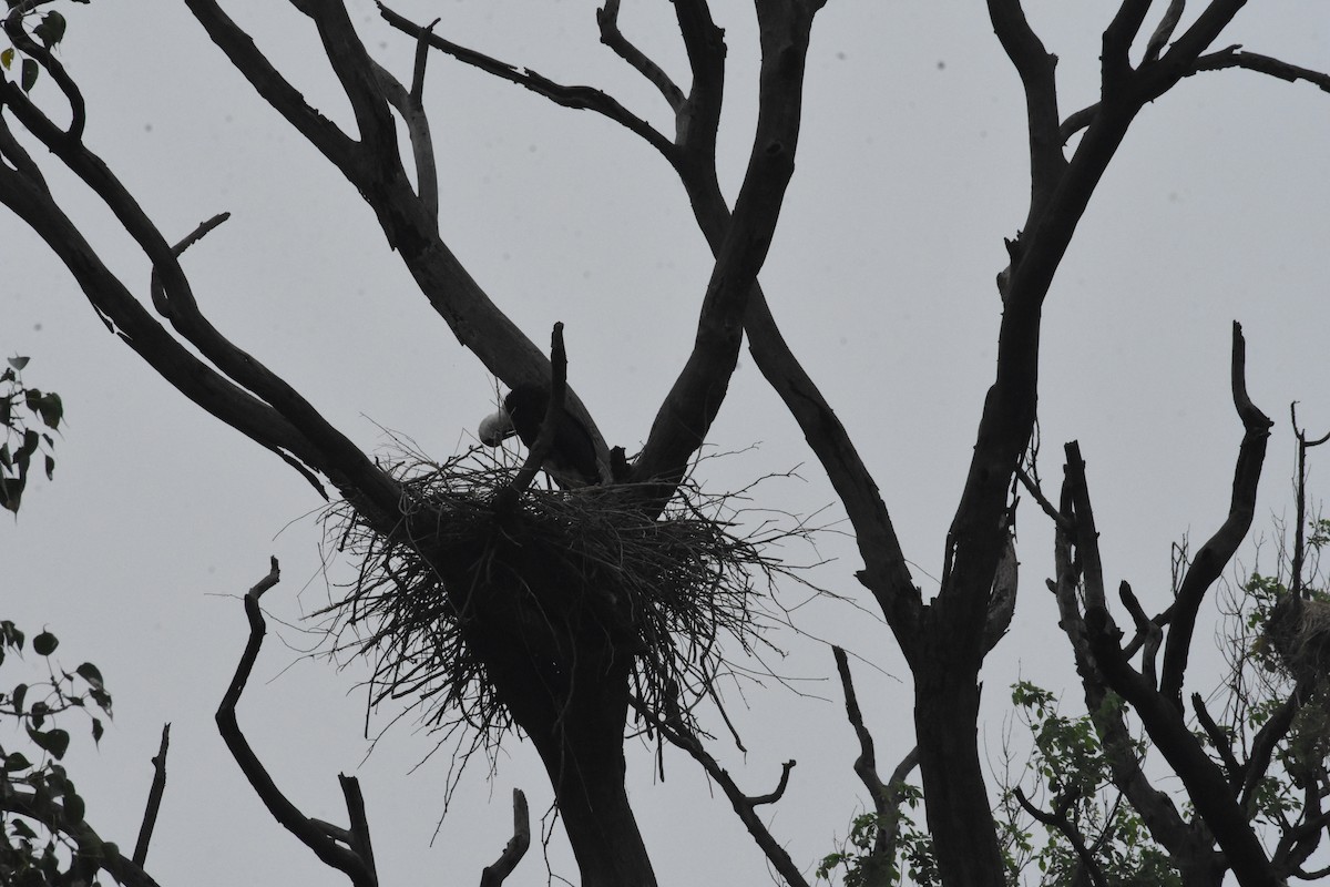 Asian Woolly-necked Stork - ML642204453