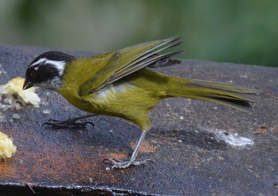 Sooty-capped Chlorospingus - ML642204456