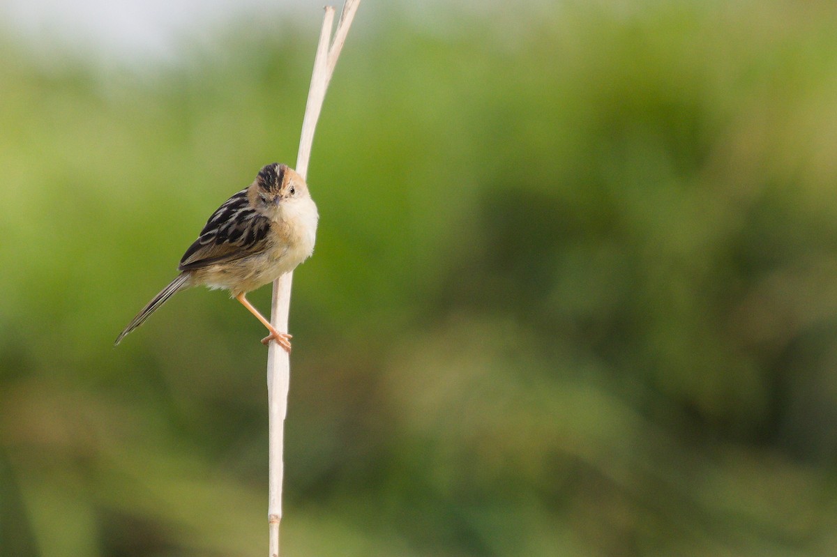 Golden-headed Cisticola - ML642204459