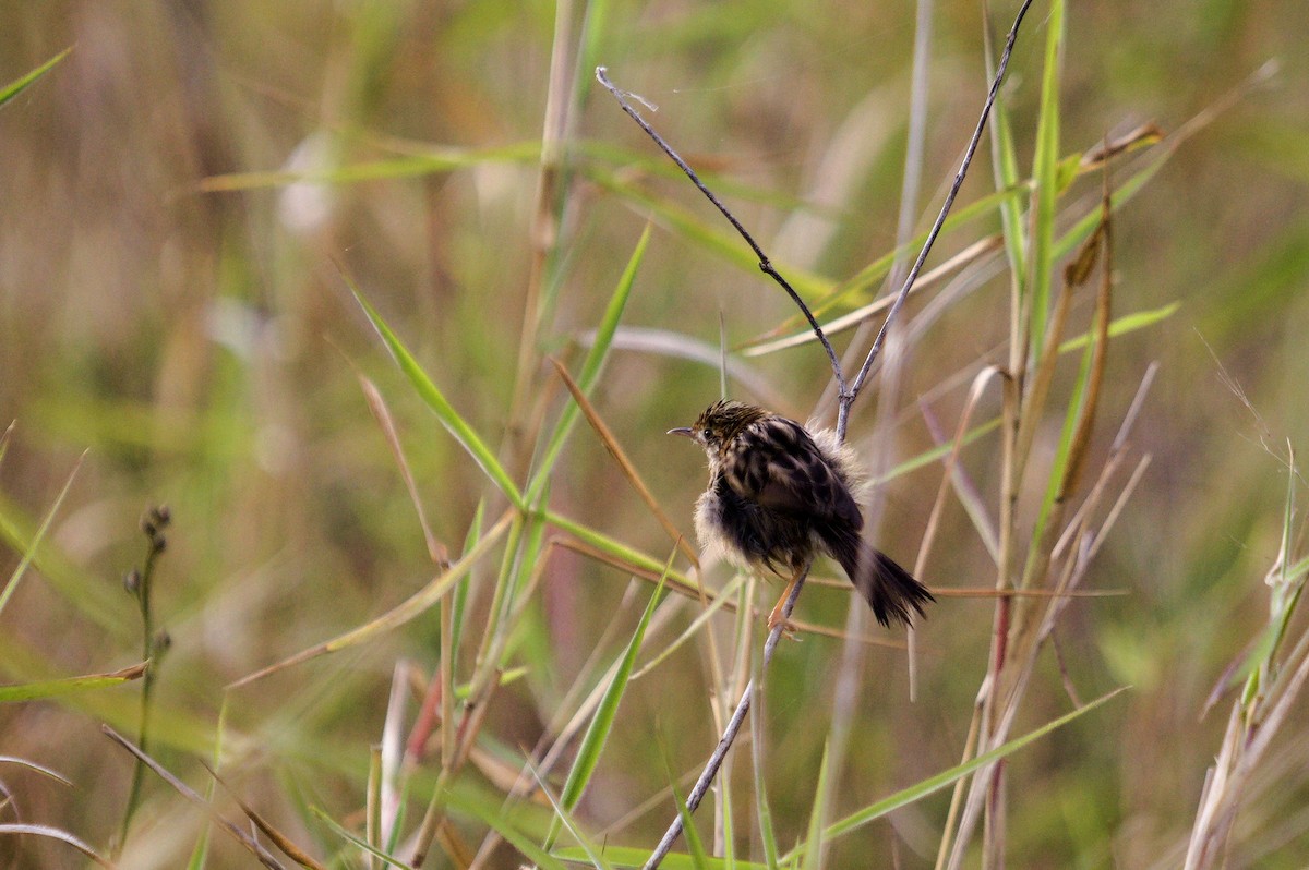 Golden-headed Cisticola - ML642204460