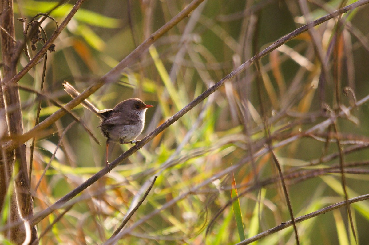 Golden-headed Cisticola - ML642204461