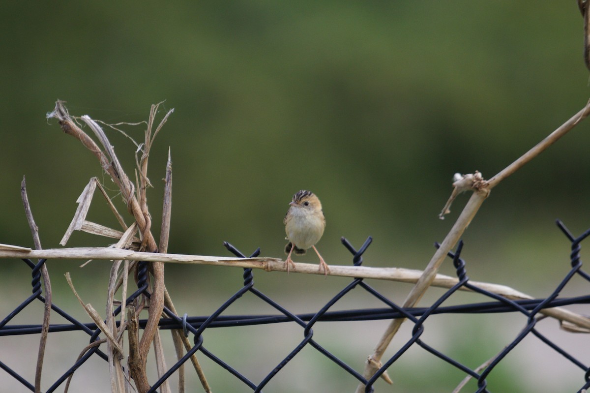 Golden-headed Cisticola - ML642204463
