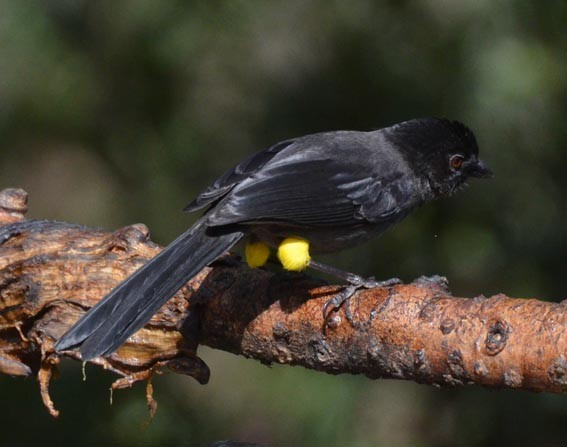 Yellow-thighed Brushfinch - ML642204478