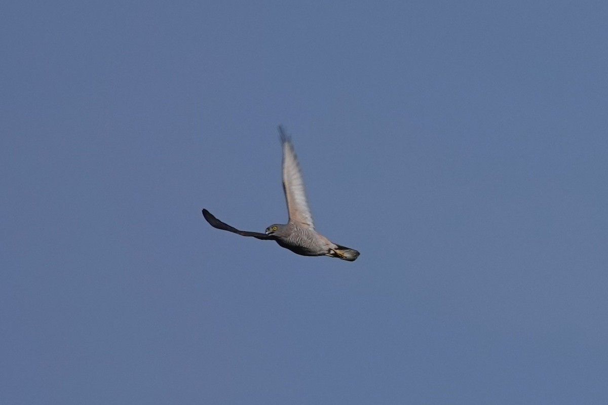 Collared Sparrowhawk - ML642204479