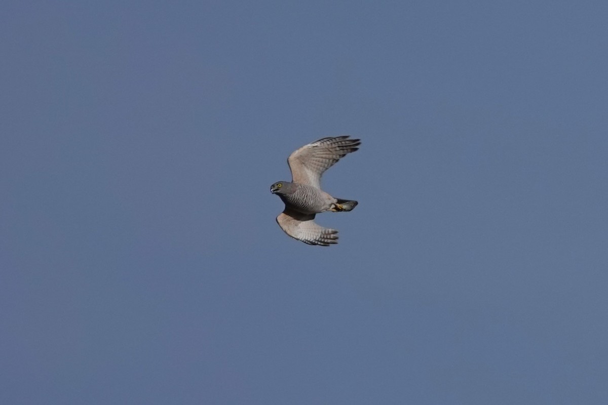 Collared Sparrowhawk - ML642204480