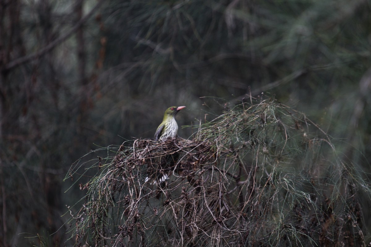 Olive-backed Oriole - ML642204481