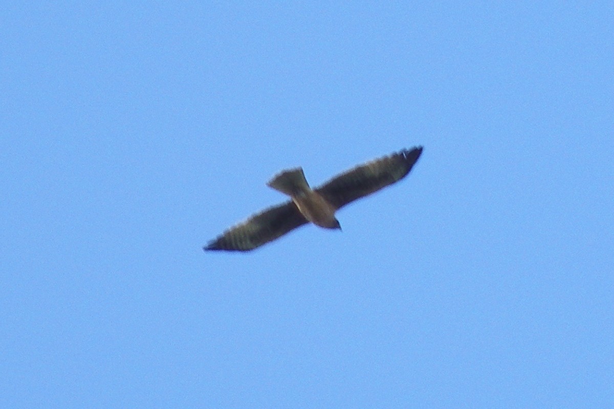 Little Eagle - ML642204484