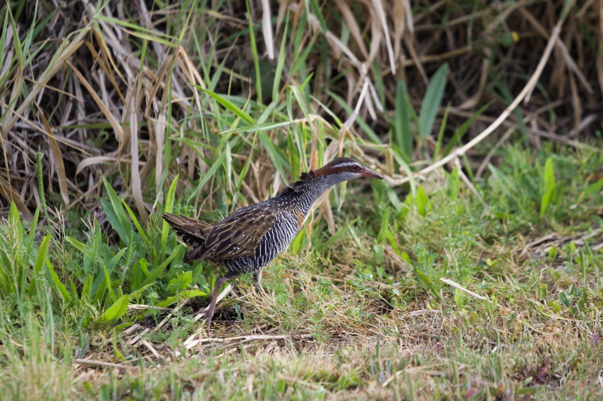 Buff-banded Rail - ML642204489