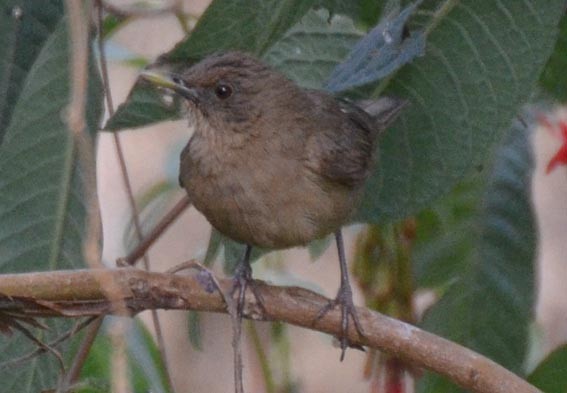 Clay-colored Thrush - ML642204492