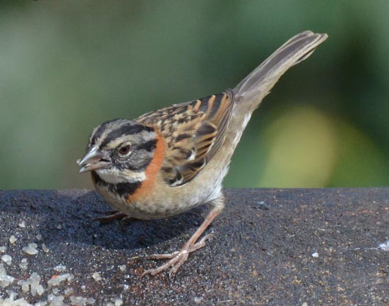 Rufous-collared Sparrow - ML642204495