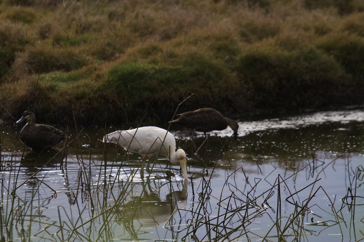 Yellow-billed Spoonbill - ML642204496