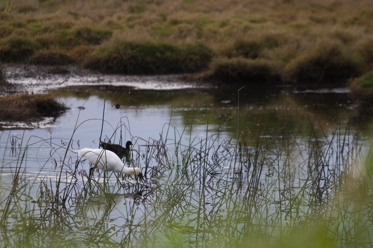 Yellow-billed Spoonbill - ML642204497
