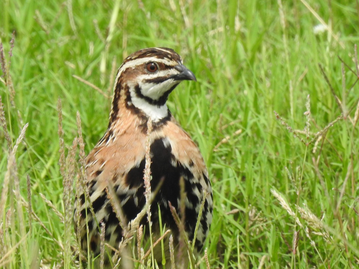 Rain Quail - ML642204498