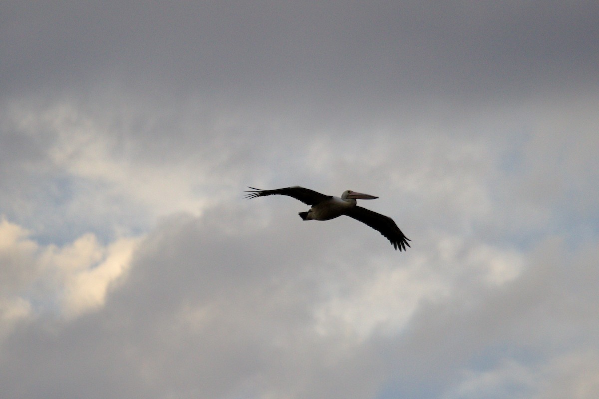 Australian Pelican - ML642204504