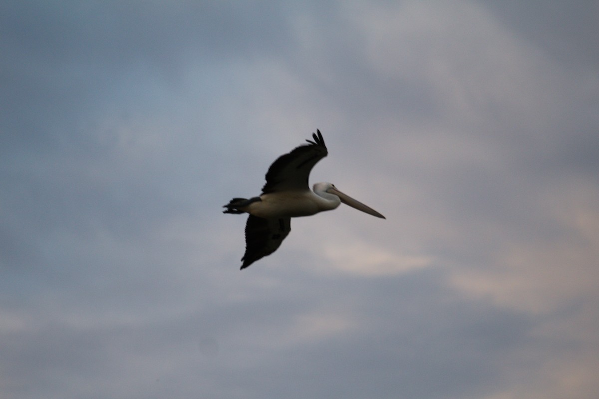 Australian Pelican - ML642204505