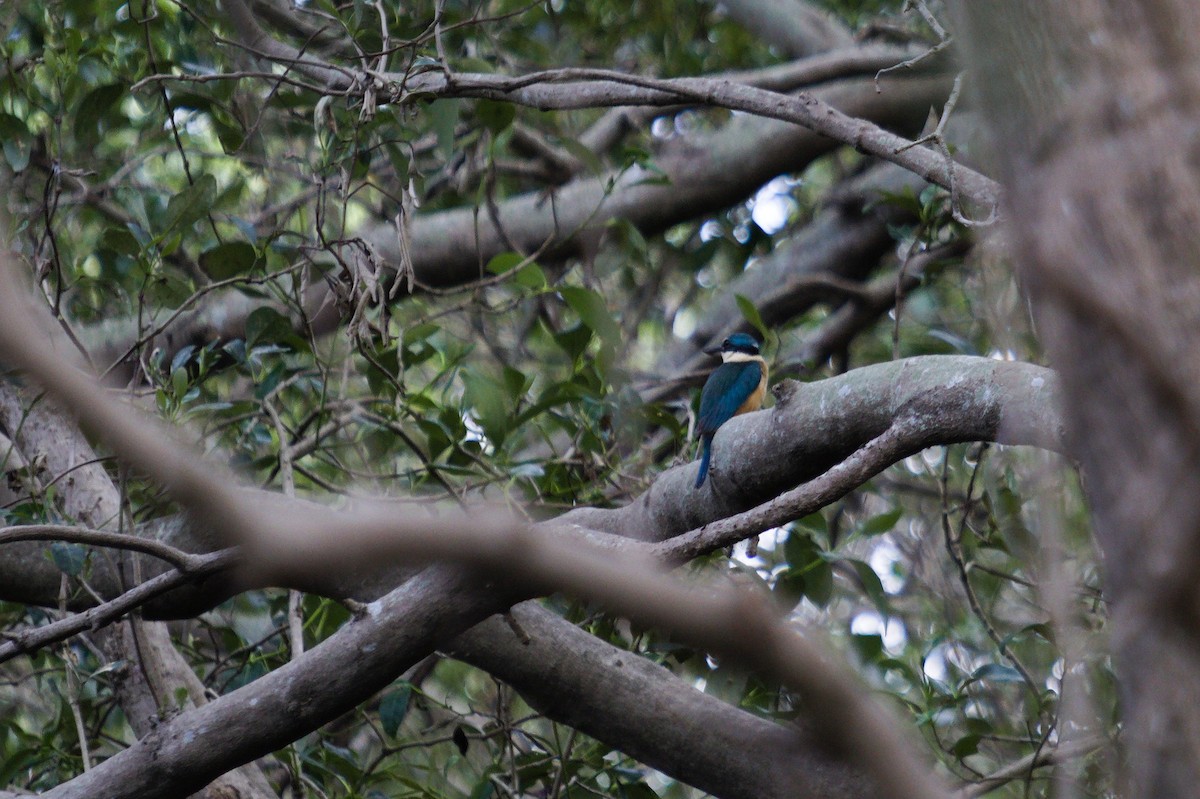 Sacred Kingfisher - ML642204512