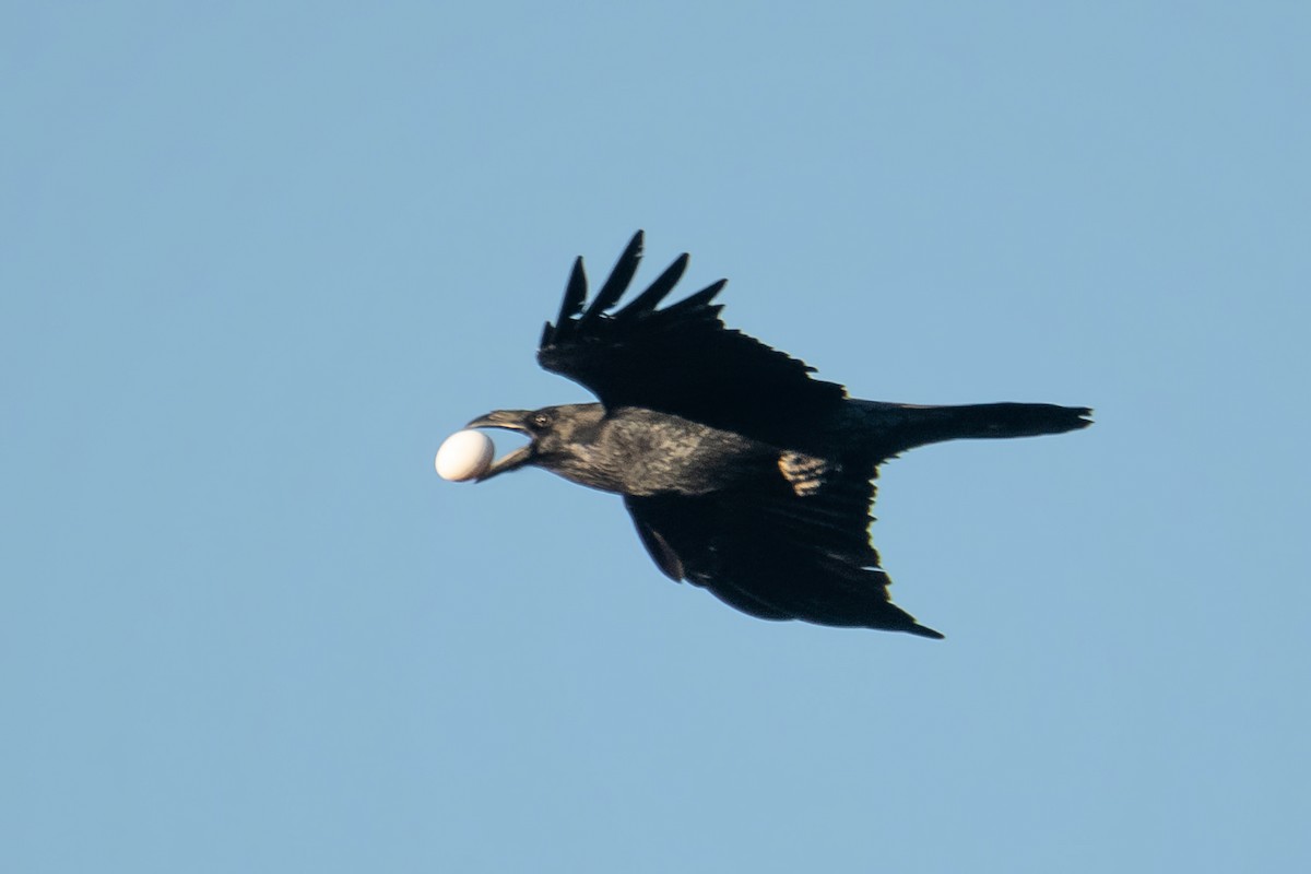 Common Raven - ML642204516