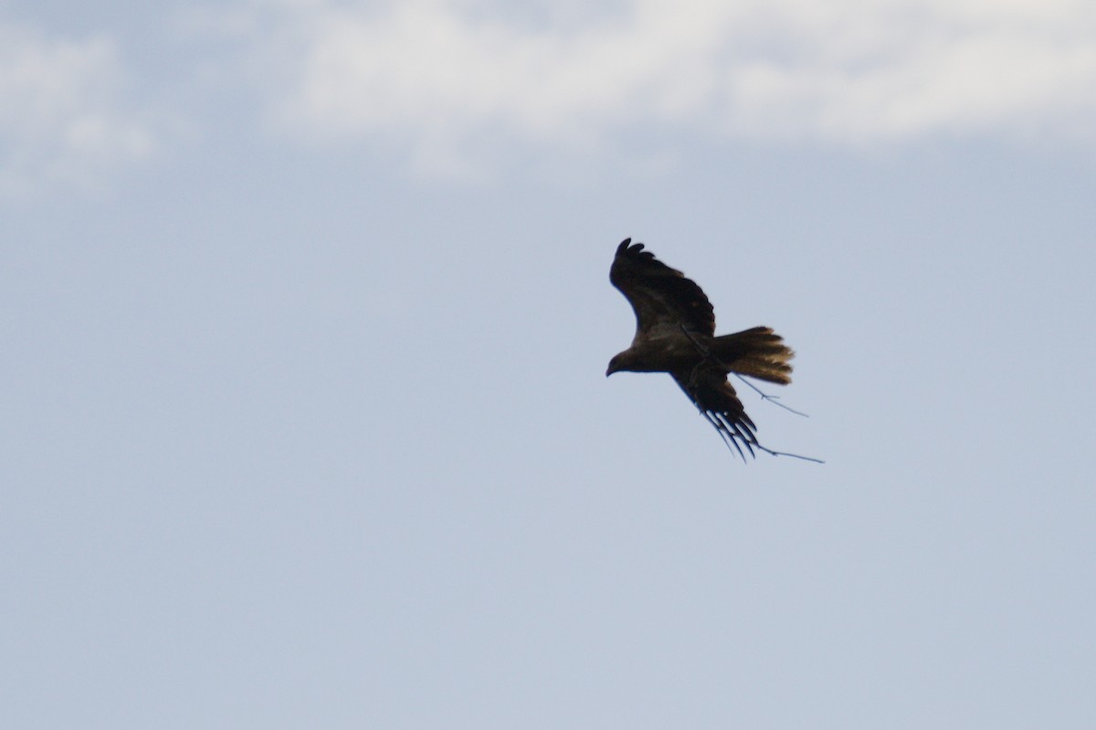 Whistling Kite - ML642204520