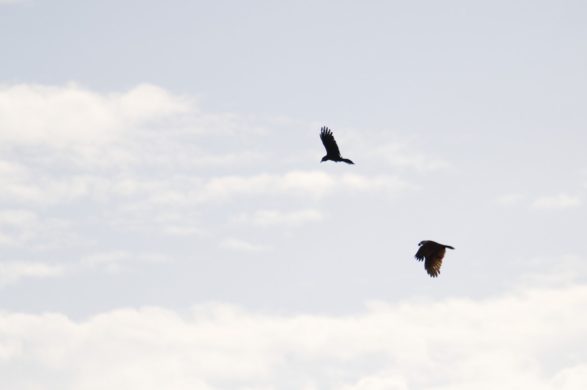 Brahminy Kite - ML642204521