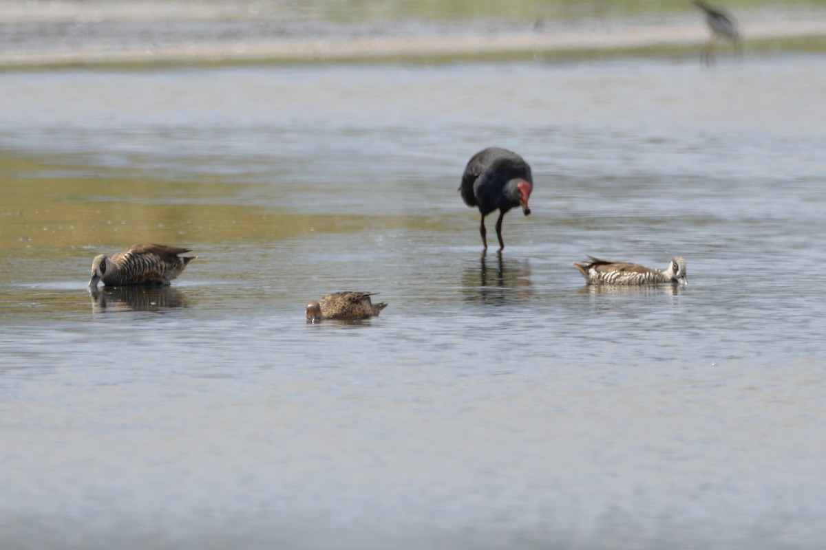 Pink-eared Duck - ML642204553