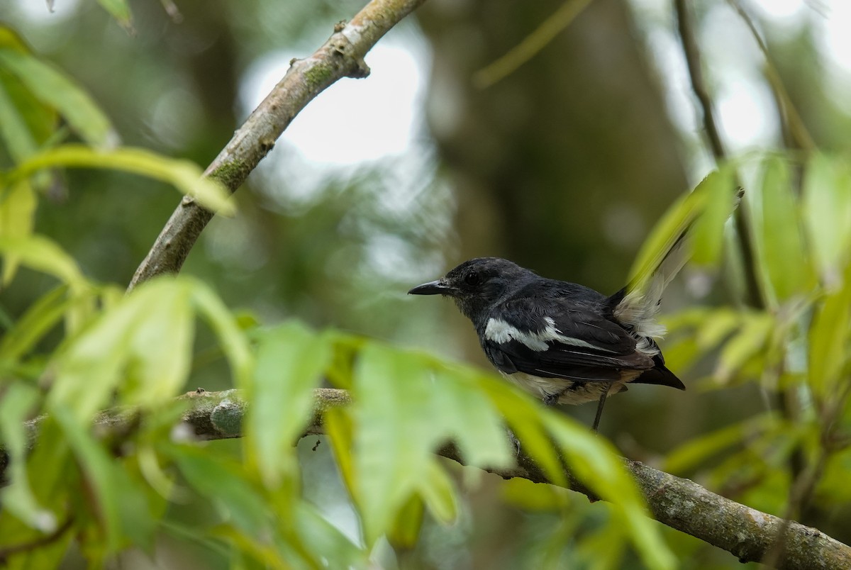 Oriental Magpie-Robin - ML642204554
