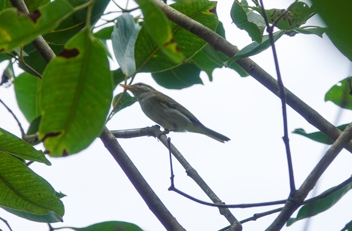 Eastern Crowned Warbler - ML642204557