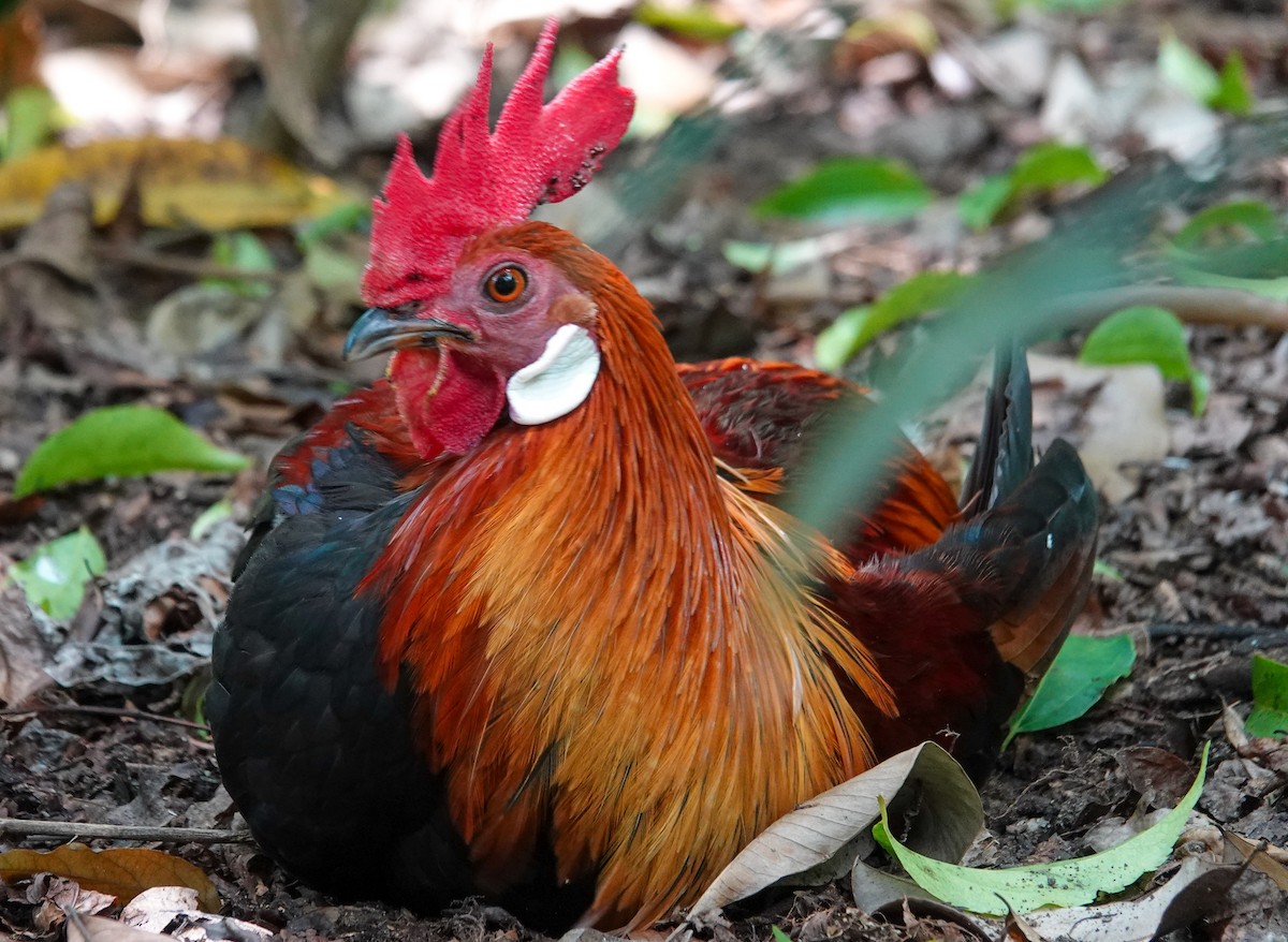 Red Junglefowl (Domestic type) - ML642204559