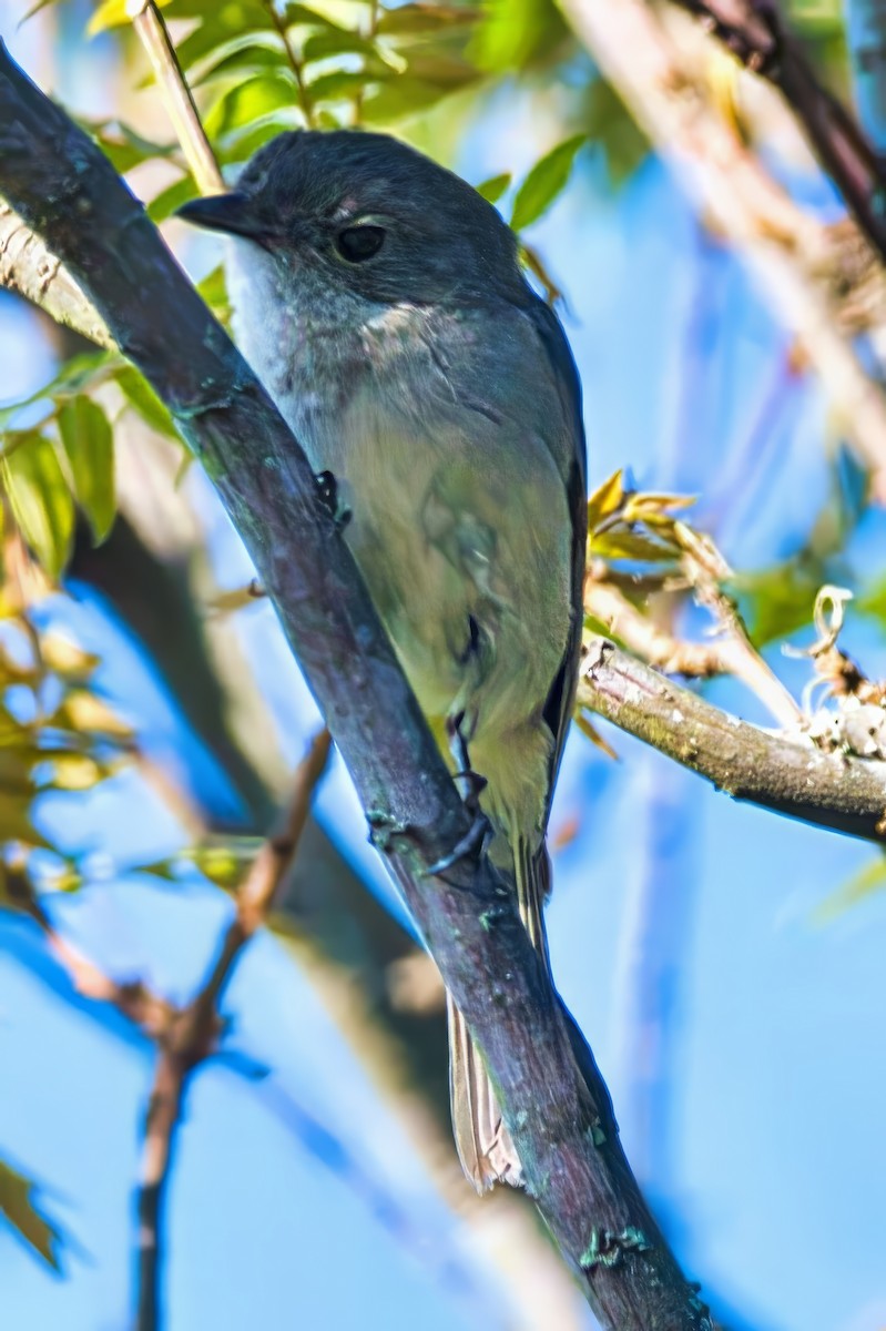 Golden Whistler (Eastern) - ML642204560