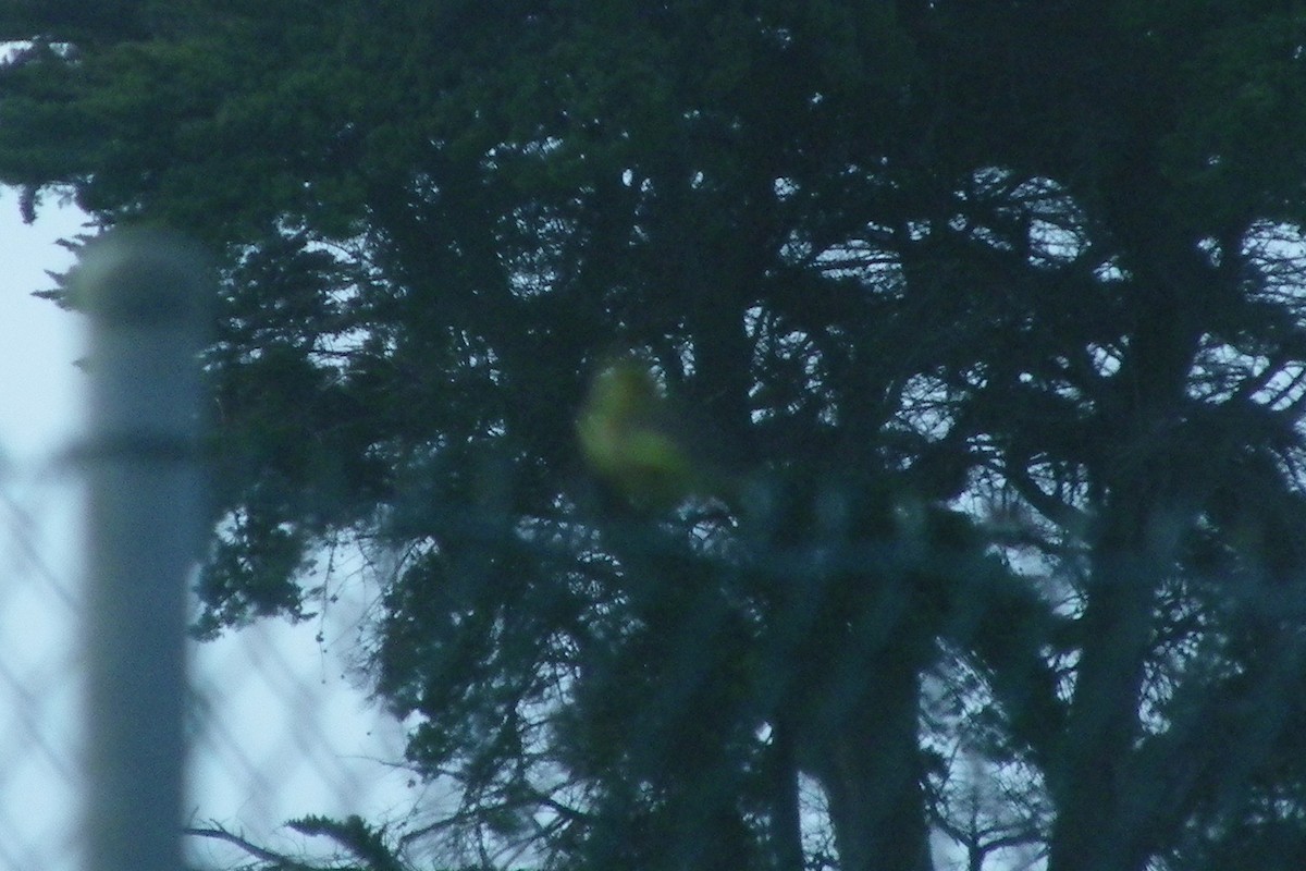European Greenfinch - ML642204567